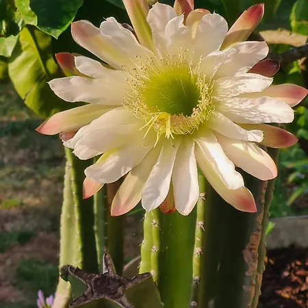 Hébergement de vacances Les Volets Bleus Brie-sous-Mortagne