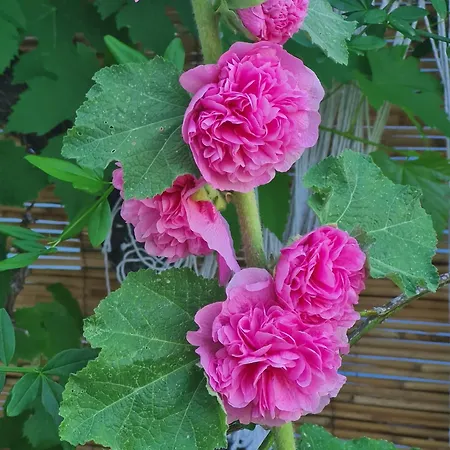 Les Volets Bleus Hébergement de vacances