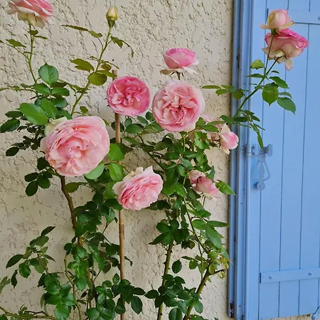 Hébergement de vacances Les Volets Bleus Brie-sous-Mortagne